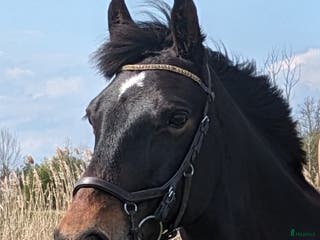 medryttarhäst sökes: Medryttare sökes - Annons 5