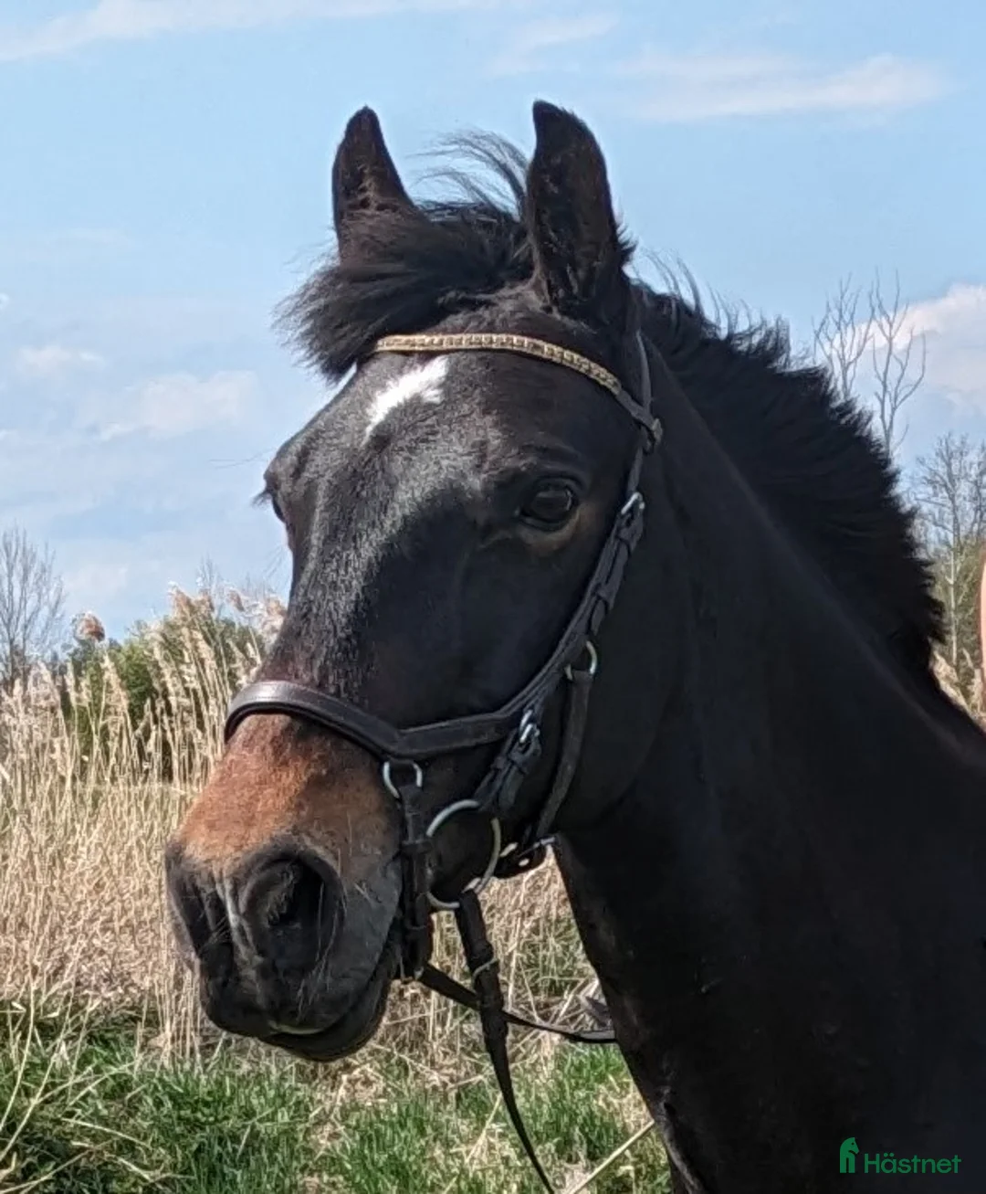  medryttarhäst sökes: Medryttare sökes i Linköping - Annons 1