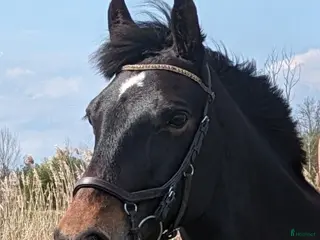 medryttarhäst sökes: Medryttare sökes i Linköping - Annons 8