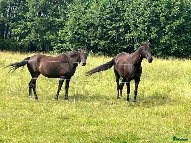 stallplats i Drottningholm - Annons 13