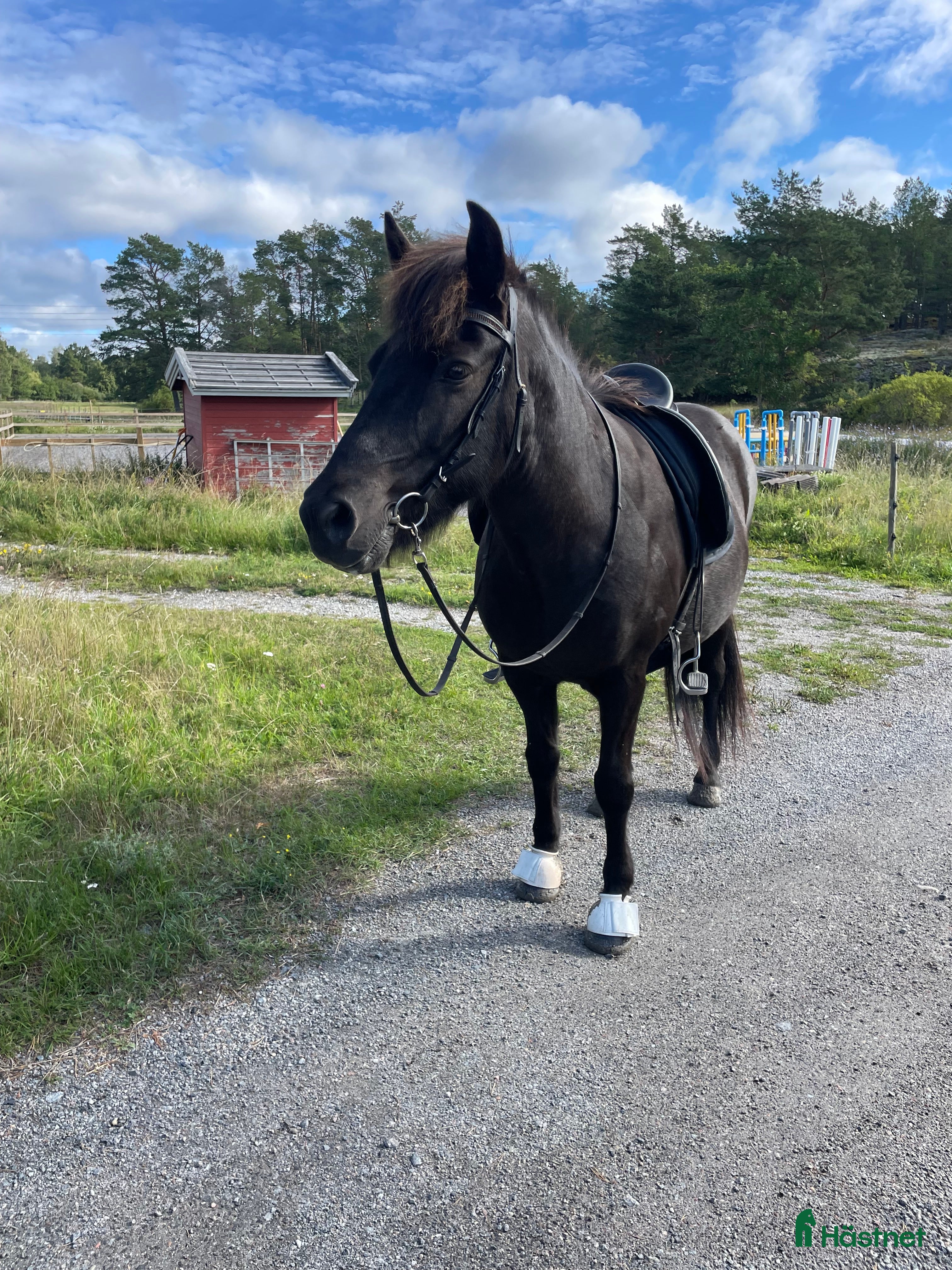 Island hästar till salu: Välutbildat och piggt roligt sto - Annons 1
