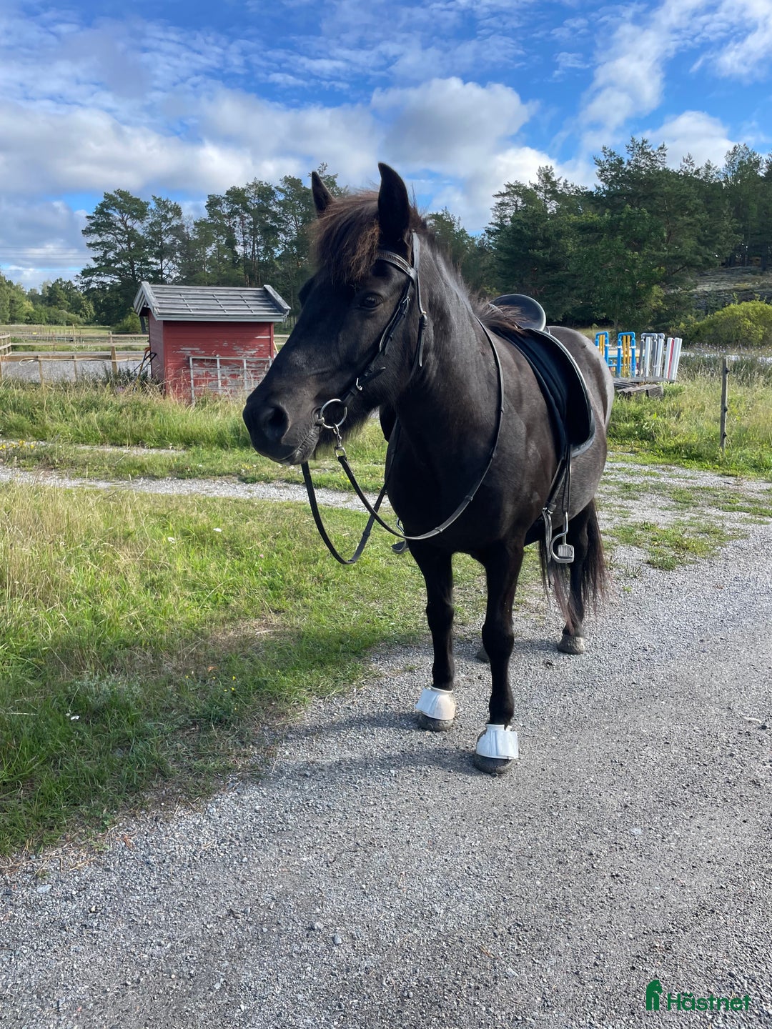 Island hästar till salu: Välutbildat och piggt roligt sto i Värmdö - Annons 2