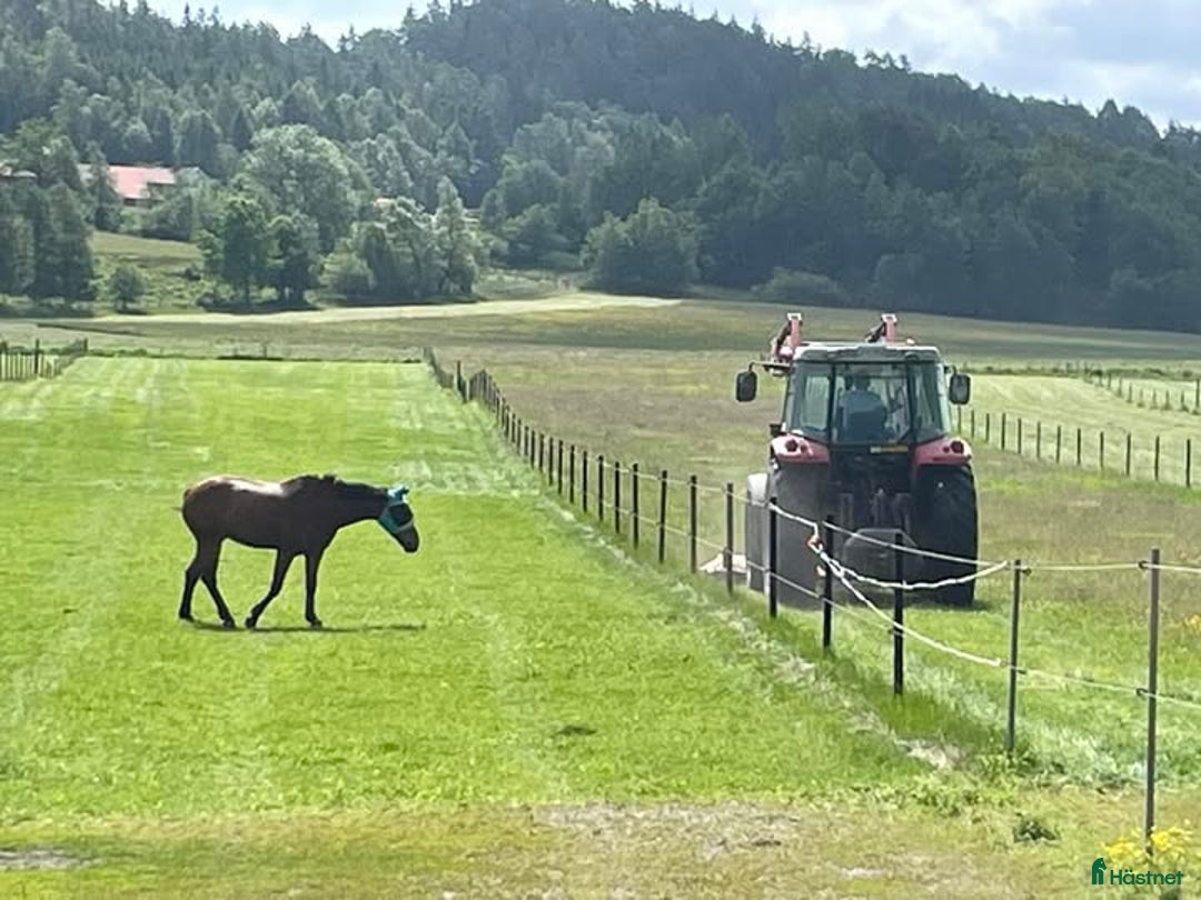  stallplats finnes: Stallplats med ridhus i Stenungsund i Ucklum - Annons 4