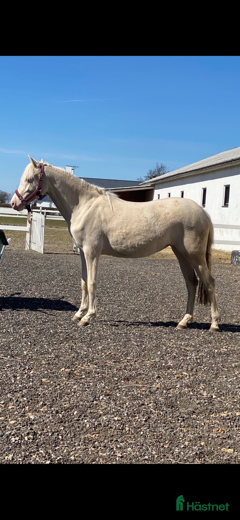  hästar Sweet Doris. - Annons 1