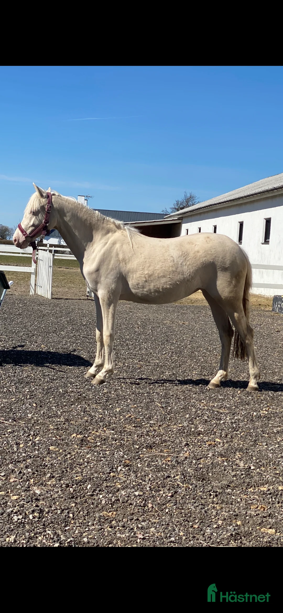 Övrigt hästar till salu: Sweet Doris. - Annons 1