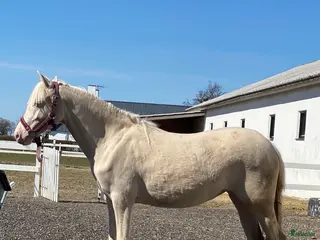 hästar Sweet Doris. - Annons 1