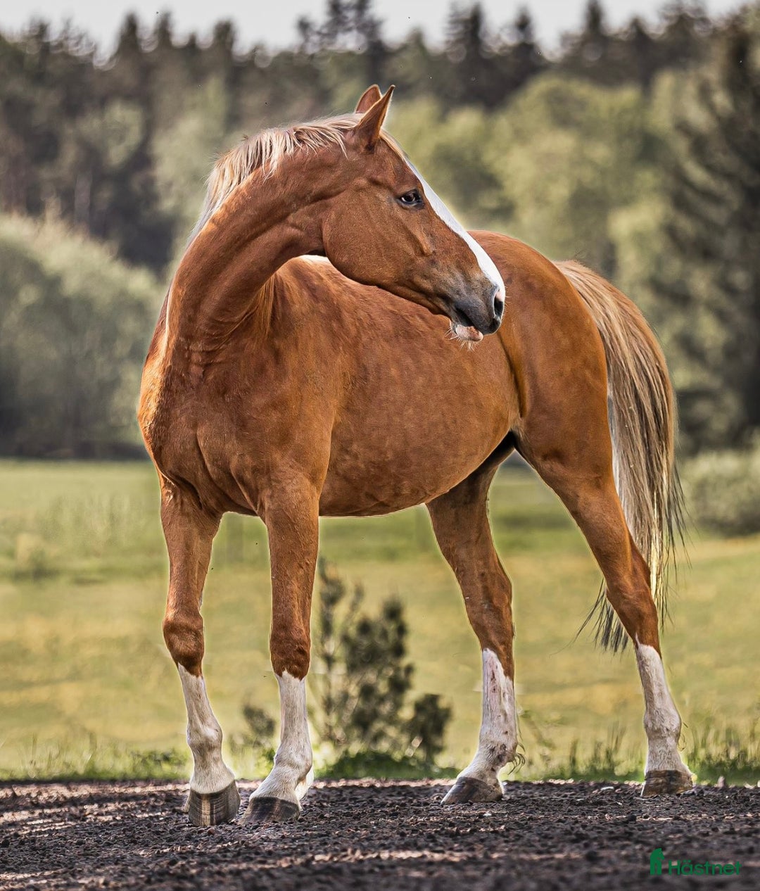 Övrigt hästar till salu: Fantastiskt dräktigt sto för avel och sällskap i Söderköping - Annons 5
