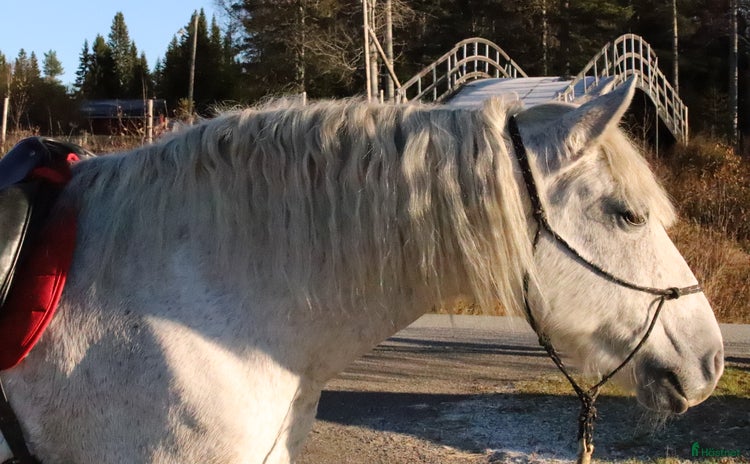  hästar i Strömsund - Annons 14