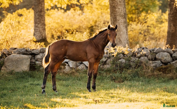  hästar i Näsum - Annons 16