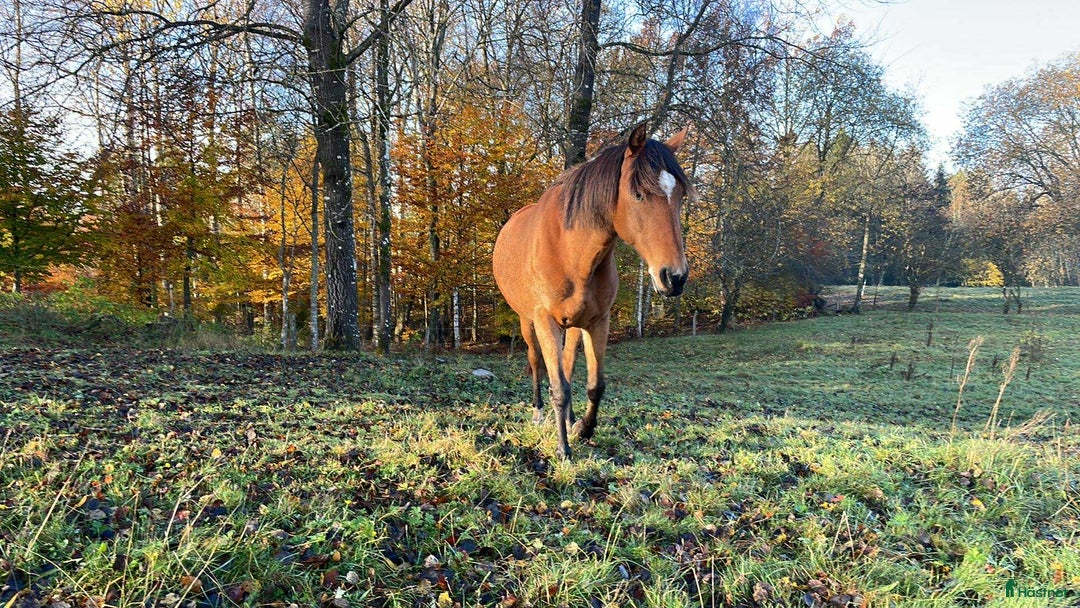  stallplats finnes: Lösdriftsplats finnes - Bjärnum i Bjärnum - Annons 6