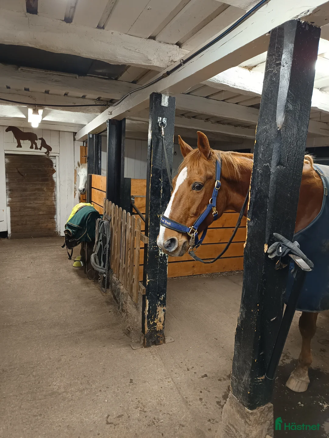  medryttarhäst finnes: Medryttare sökes. i Mölnbo - Annons 2