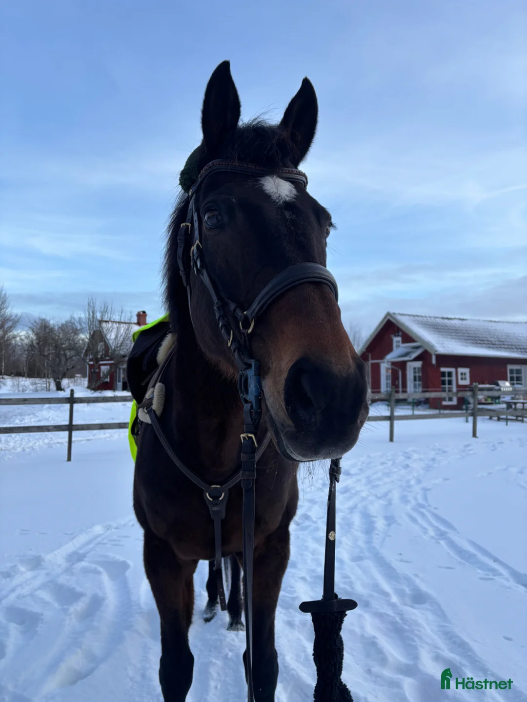 Allround hästar till salu: Fin kille söker nytt hem - Annons 2