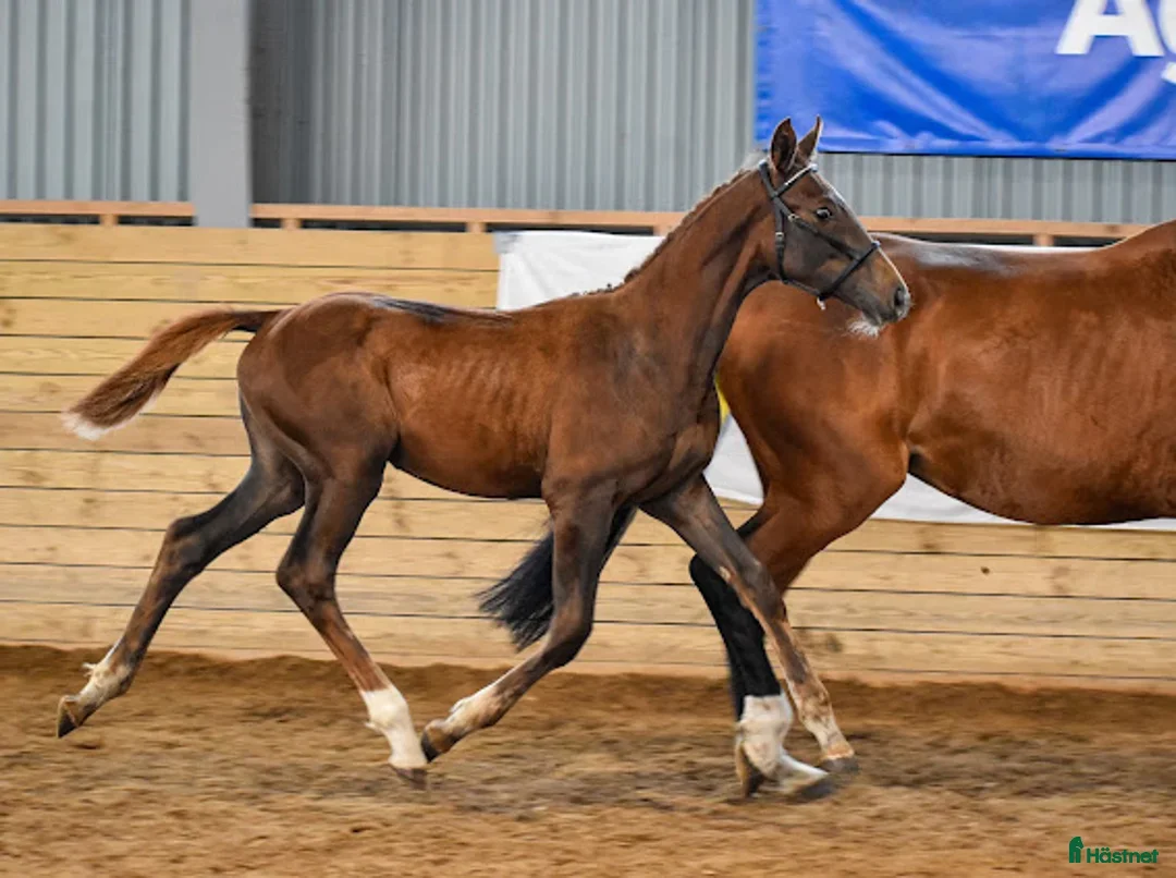 Hoppning hästar till salu: Fint stoföl efter LLoyd 1428 i Kisa - Annons 6