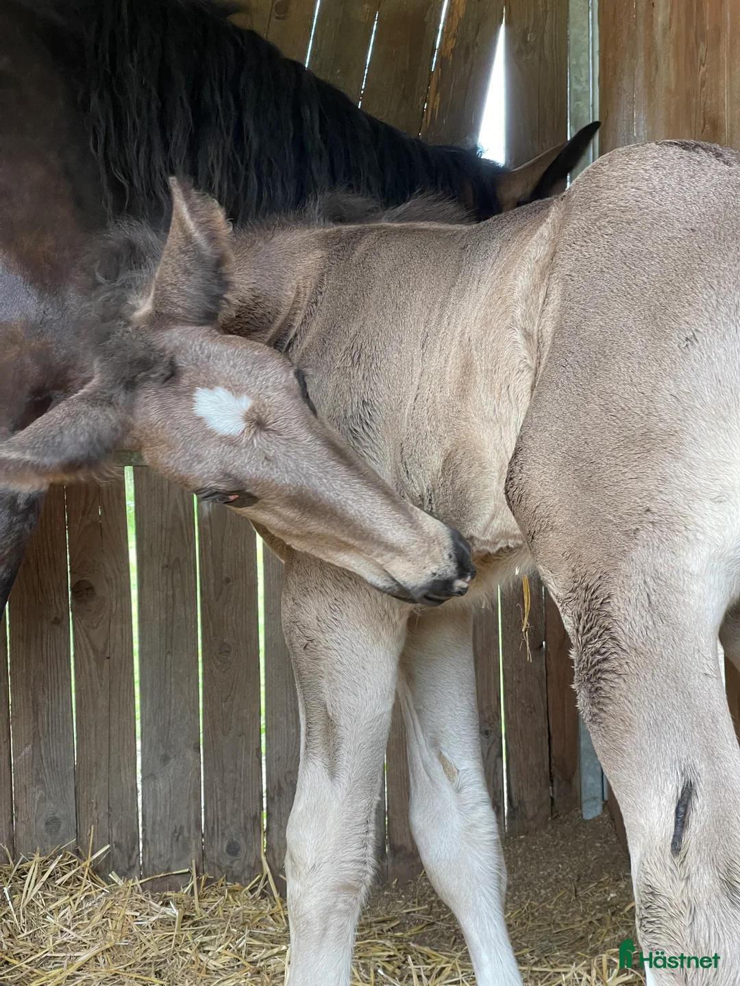 Allround hästar till salu: Fin shire hingst i Lekeryd - Annons 6