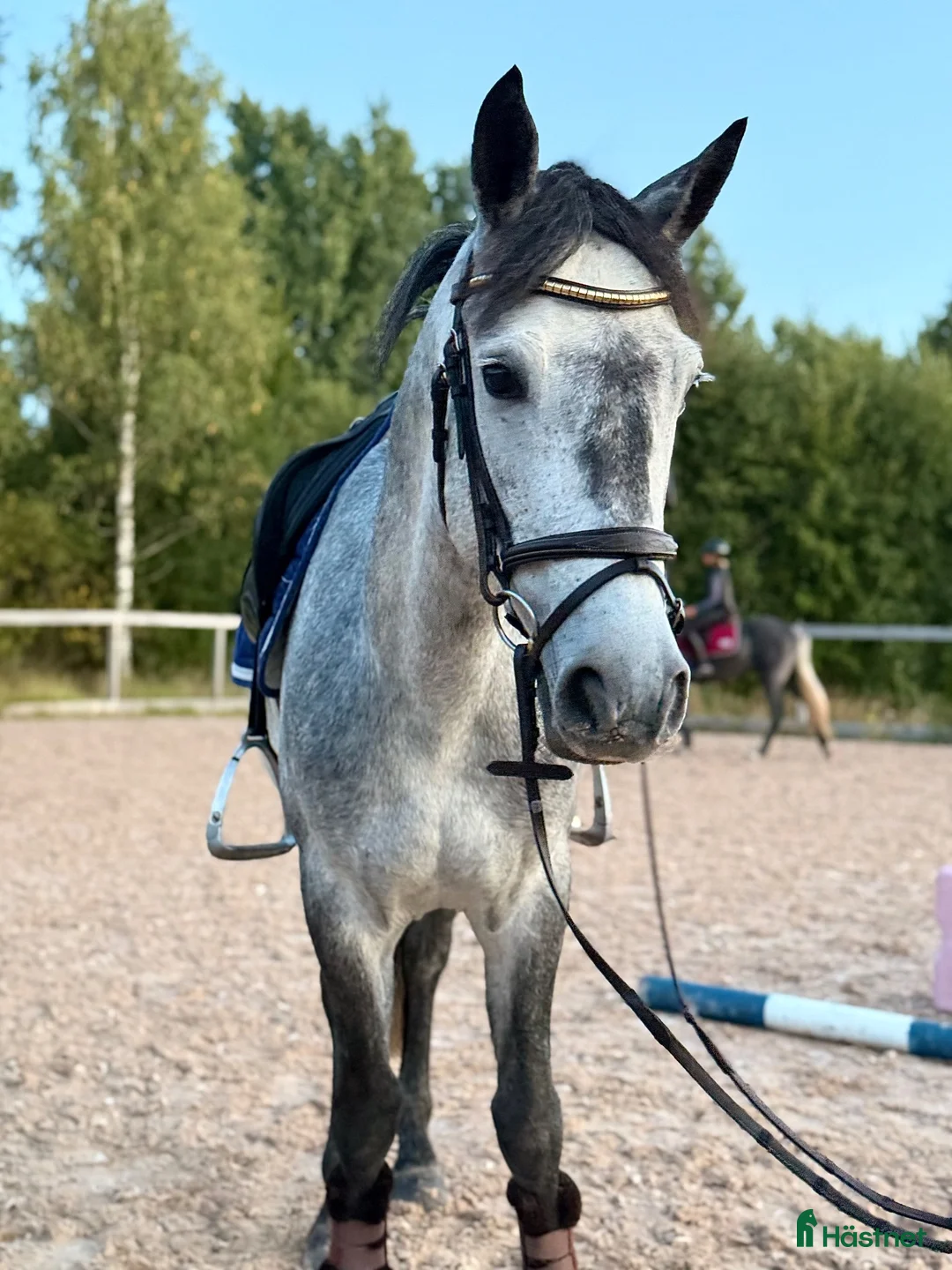 Allround hästar till salu: 5-årig D ponny med mycket potential! 🌟 - Annons 2