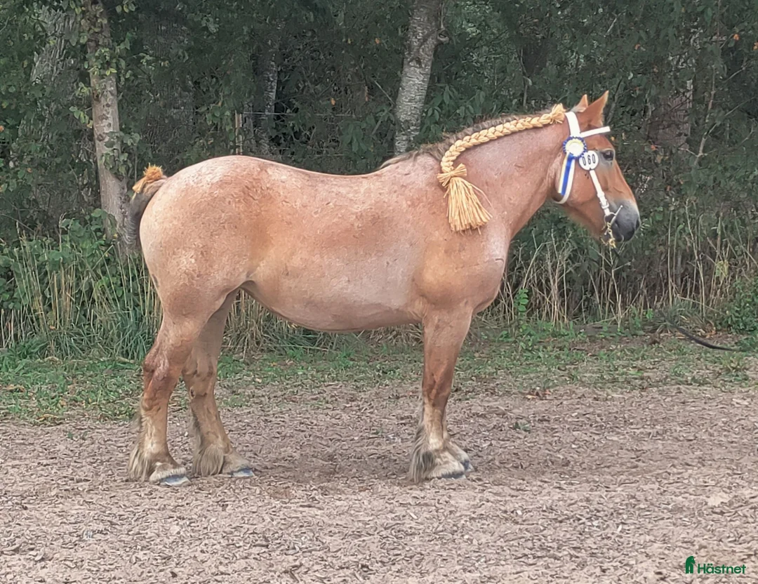 Allround hästar till salu: 🦄Underbara Major  - Annons 3