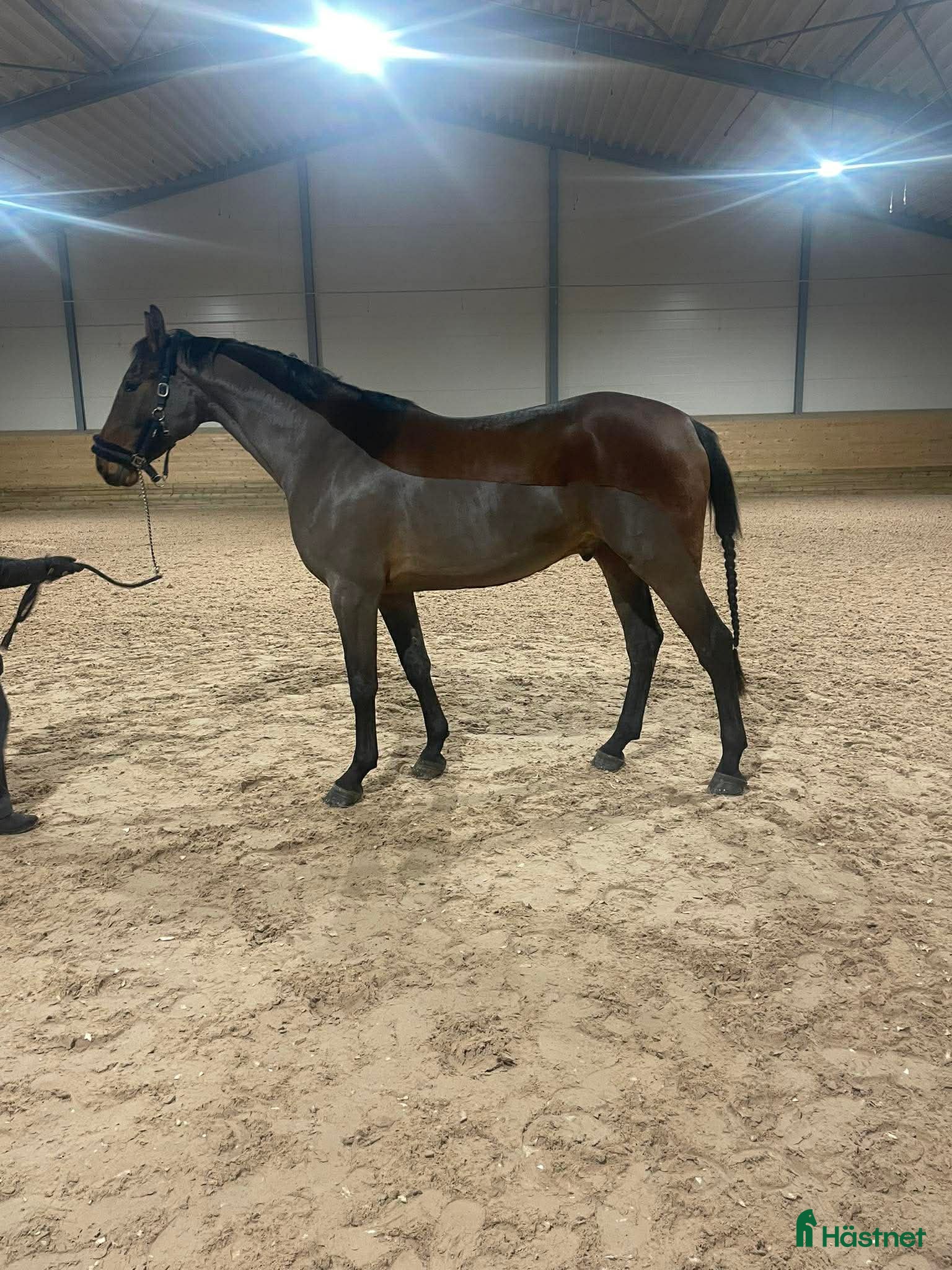  hästar SWB valack med personlighet i Enköping - Annons 3