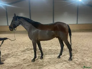 hästar SWB valack med personlighet i Enköping - Annons 3