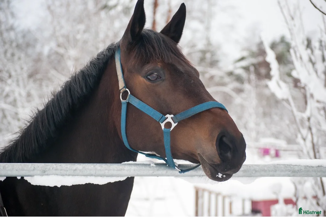 Allround hästar till salu: Lyxig hobbyhäst - Annons 2