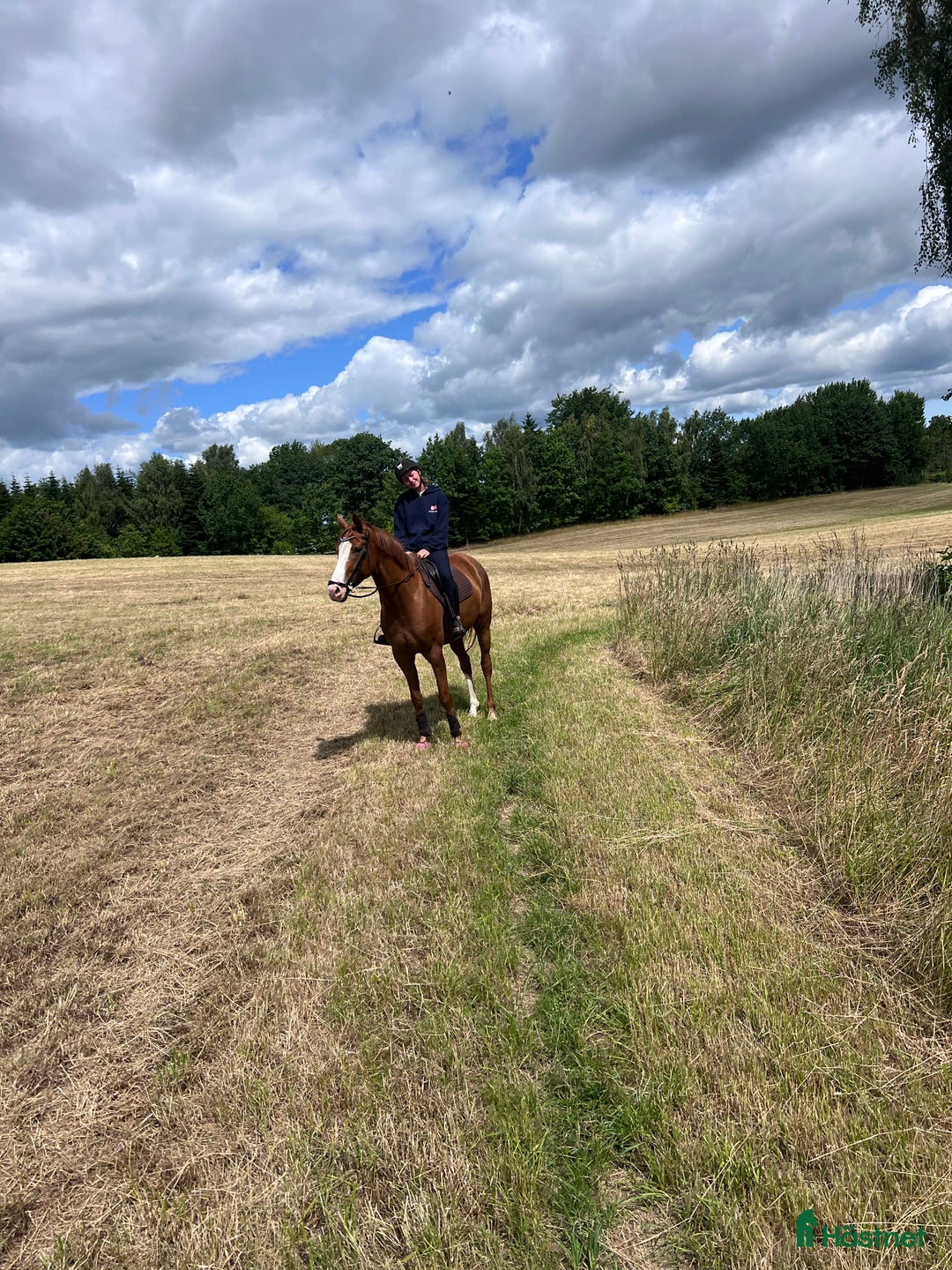 Allround hästar till salu: Er Iffinesso din nye kompis? i Kokkedal - Bild 4