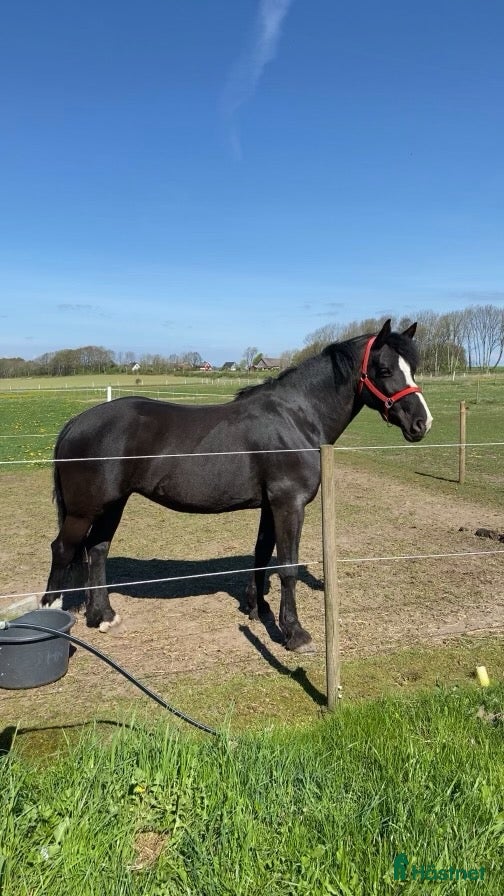  hästar Trevligt sto i Harplinge - Annons 1