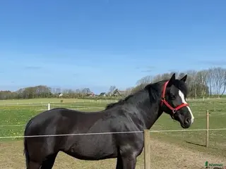 hästar Trevligt sto i Harplinge - Annons 1