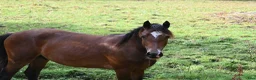 Allround hästar till salu: Welsh Cob valack - Annons 2