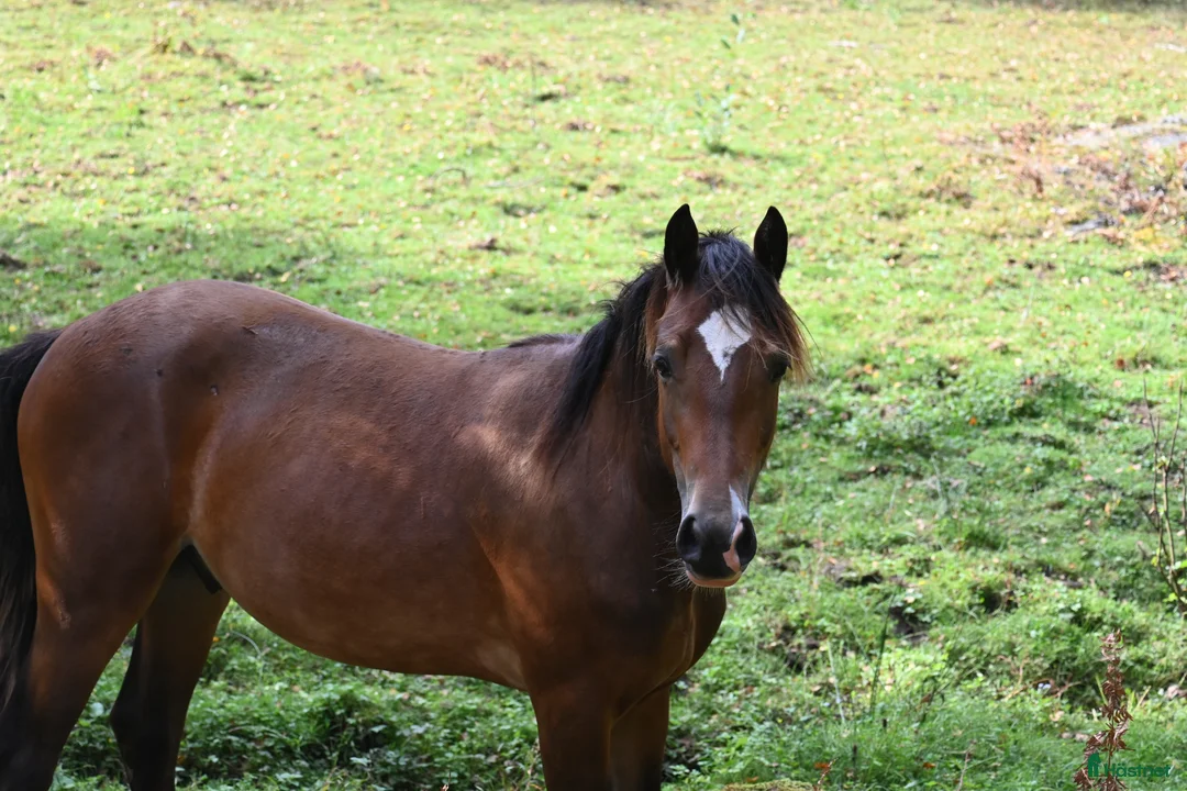 Allround hästar till salu: Welsh Cob valack - Annons 2