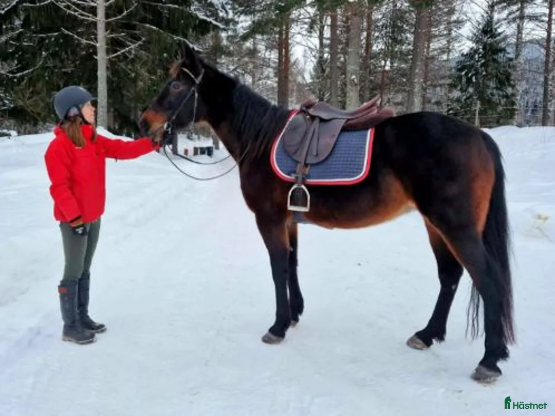 Allround hästar till salu: Sjysst boende sökes!  i Njurunda - Annons 4