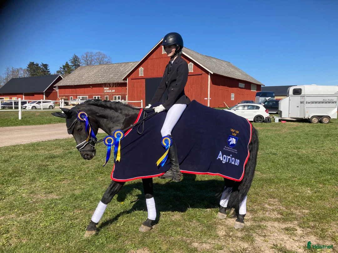 Dressyr hästar till salu: Mistery - Lyx i ponnyformat✨ - Annons 1