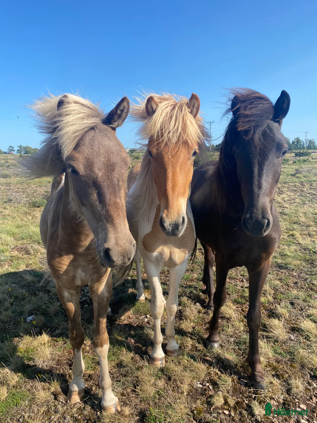  hästjobb finnes: Turridningsguide & Ridlägerledare i Mörbylånga - Annons 2