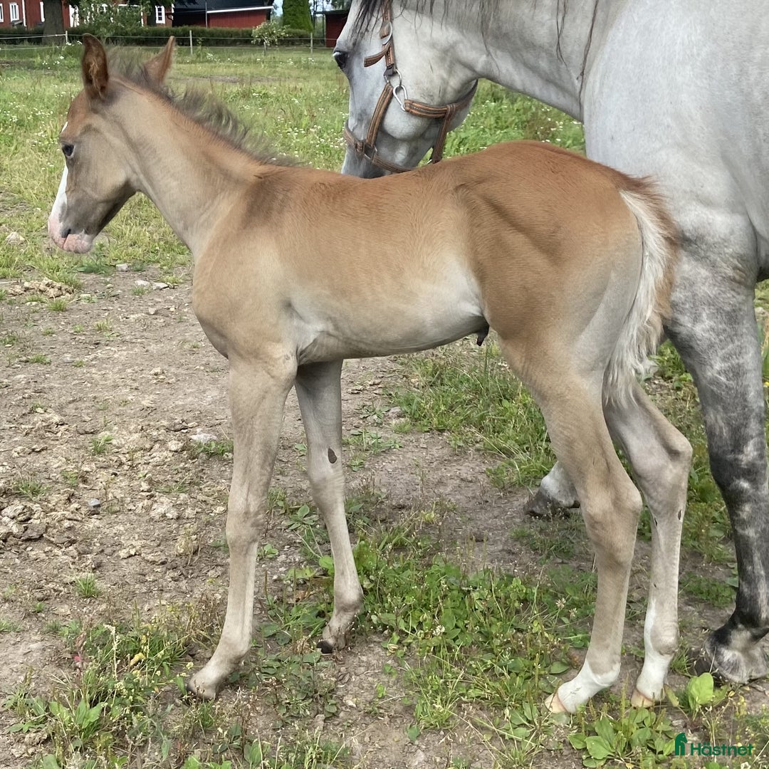 Western hästar till salu: DC Spooks Shining Whiz i Sävsjö - Annons 2