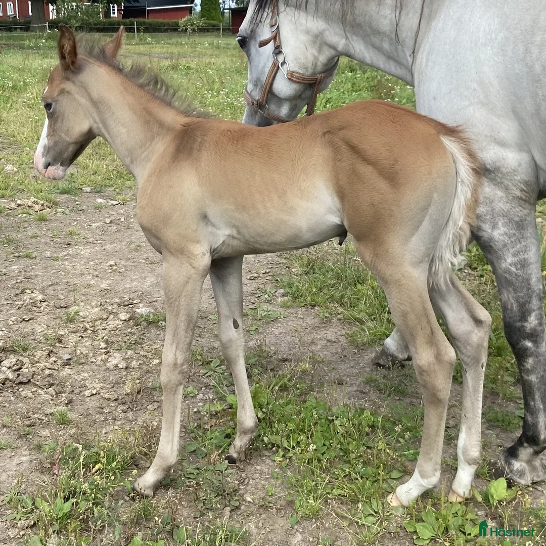 Western hästar till salu: DC Spooks Shining Whiz i Sävsjö - Annons 2