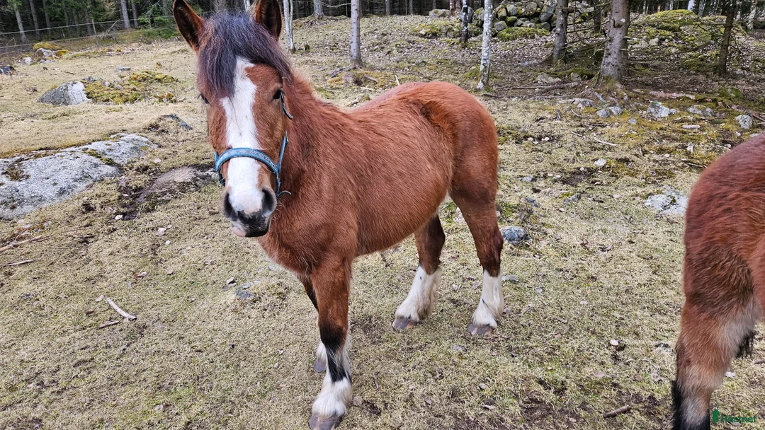 Allround hästar till salu: Mysigt ardennersto - Annons 2