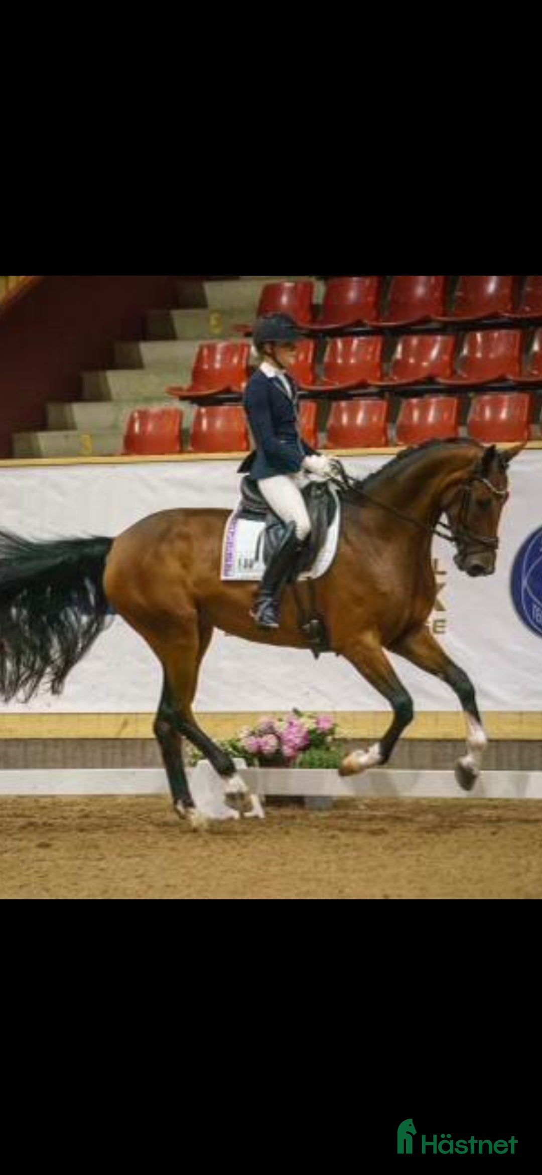 Dressyr hästar till salu: Passa på!! Dressyr löfte med högt meriterad stam! i Veddige - Annons 5