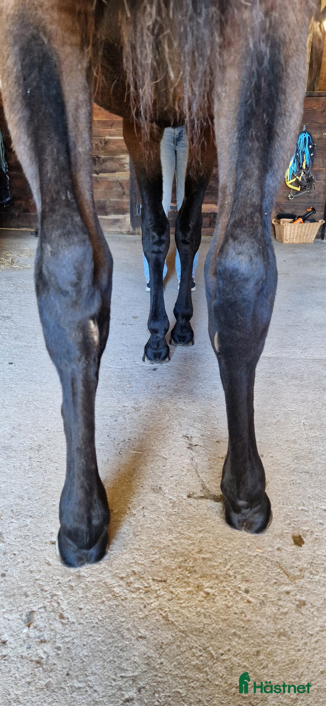 Trav hästar till salu: 1-årssto i Tystberga - Annons 3