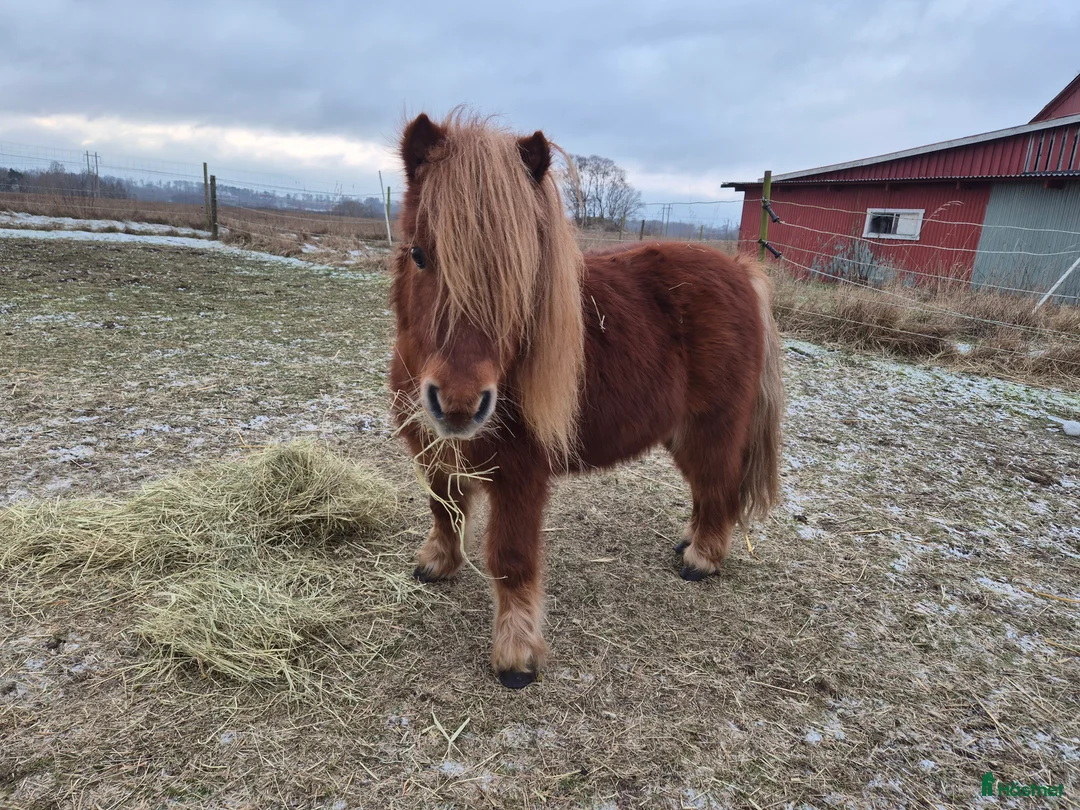 Sällskap hästar till salu: Minishettis  i Laholm - Annons 2