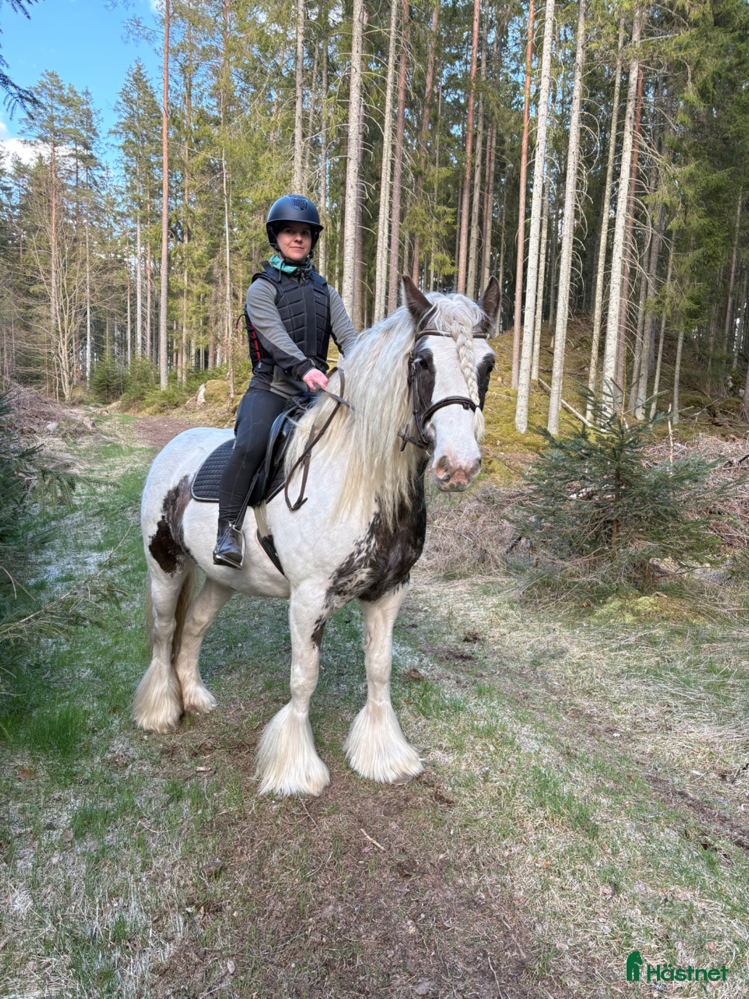 Allround hästar till salu: Ridning eller avel - Annons 1