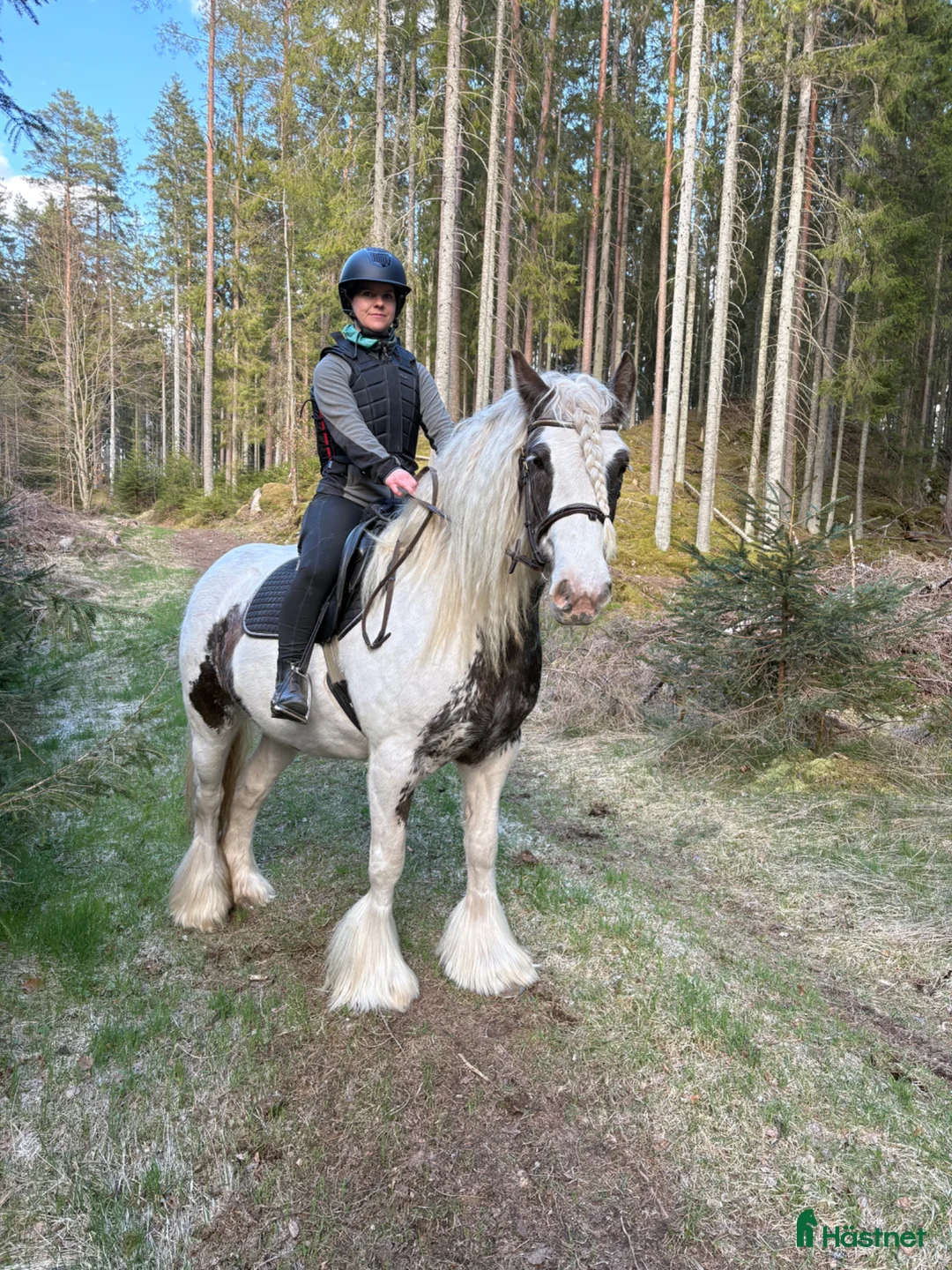 Allround hästar till salu: Ridning eller avel i Tingsryd - Annons 1