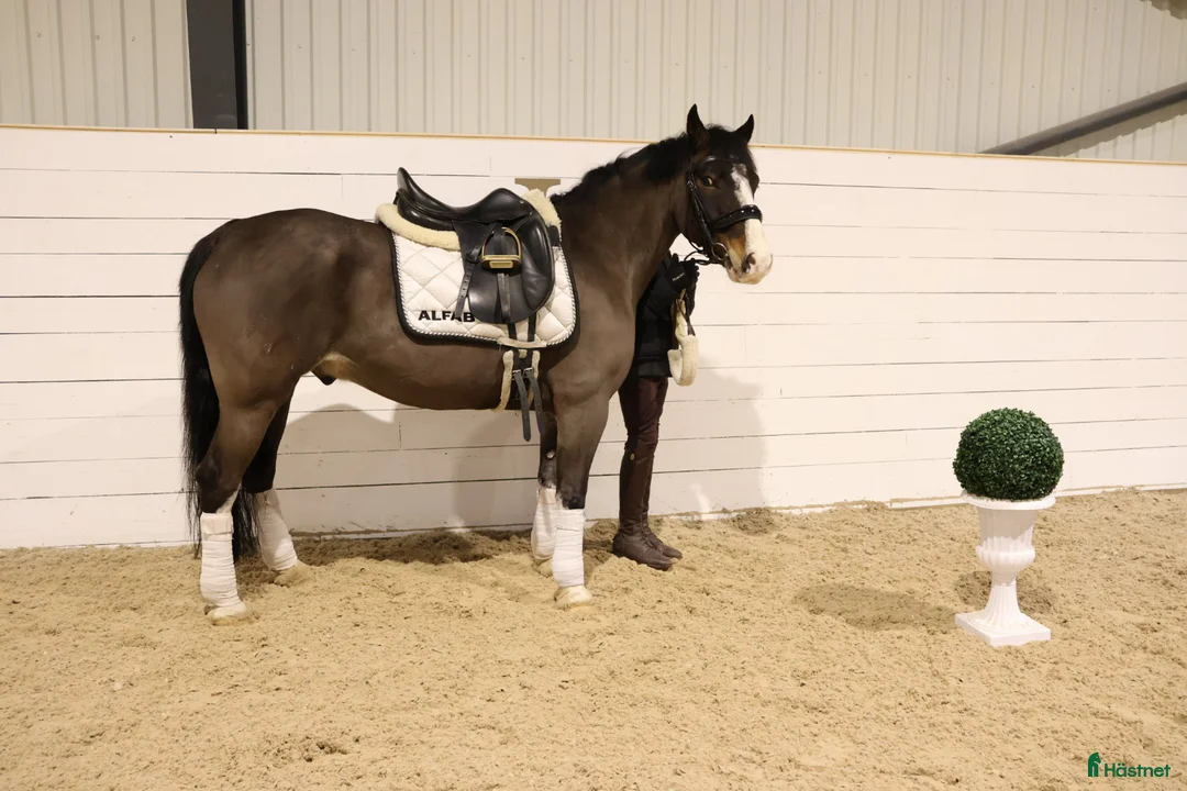 Allround hästar till salu: Tävlingsponny 140 cm / Welsh Full Stam - Annons 1