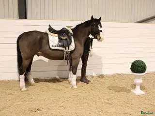 hästar Tävlingsponny 140 cm / Welsh Full Stam - Annons 3