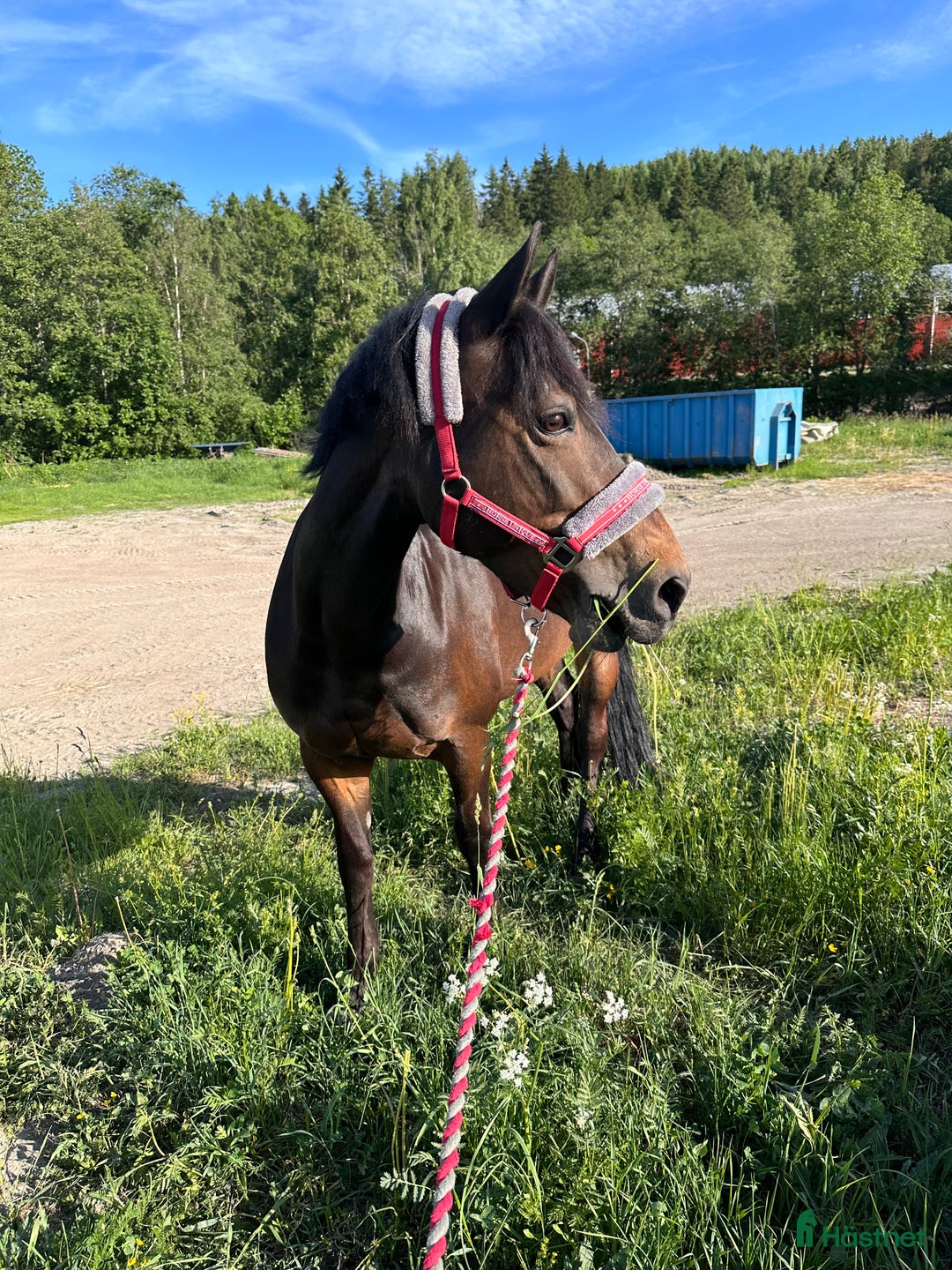 Allround hästar till salu: Fantastisk trygg bästa vän.  i Sundsbruk - Annons 4