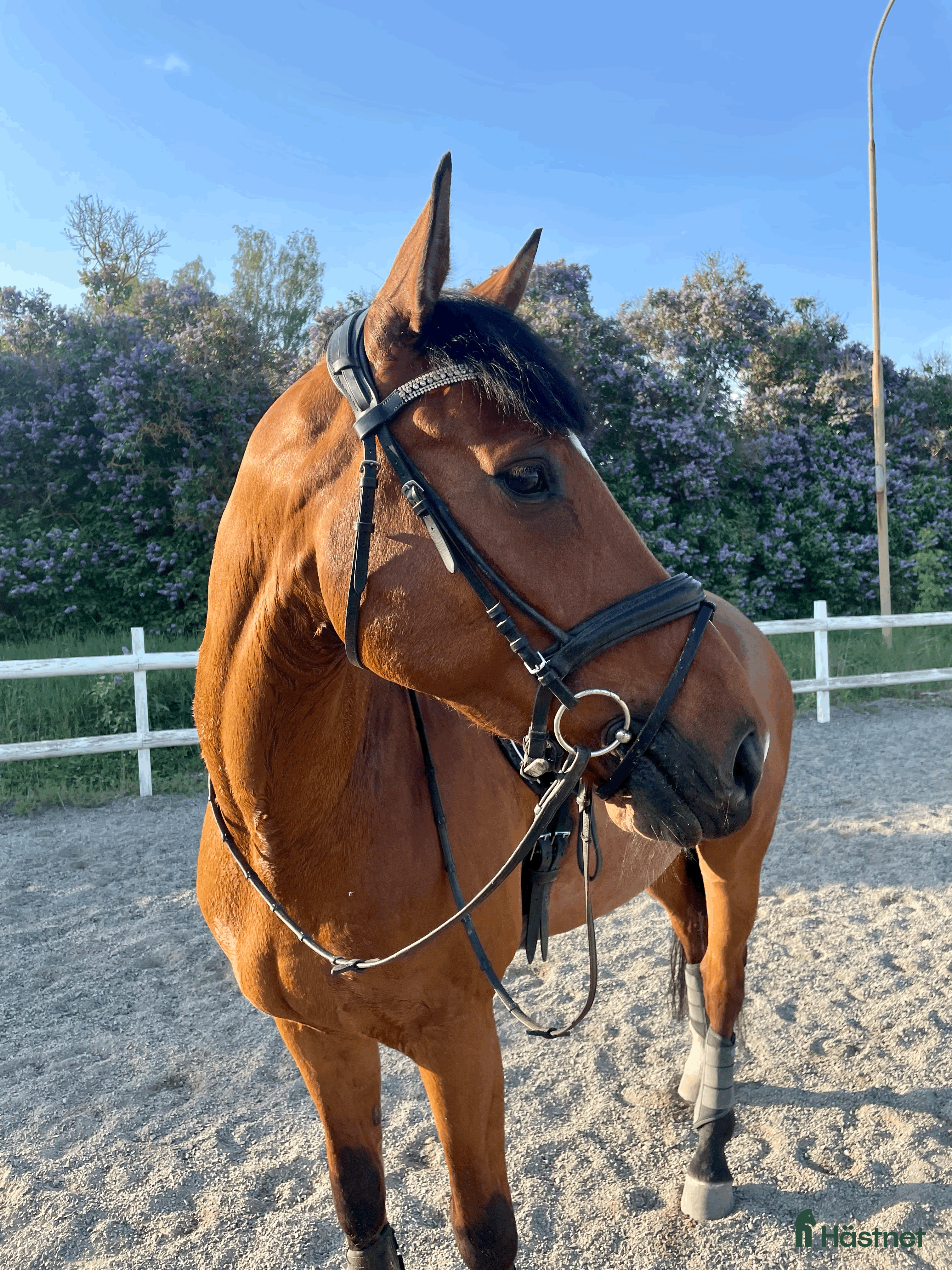  hästar Dressyrhäst med utstrålning  i Linköping - Annons 14