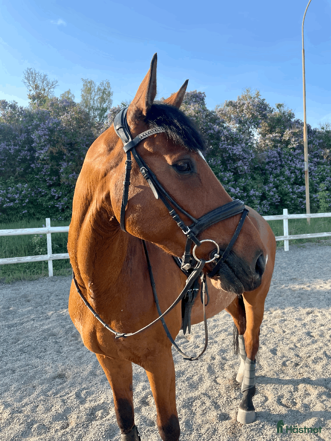 Dressyr hästar till salu: Dressyrhäst med utstrålning  i Linköping - Annons 1