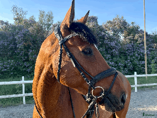 hästar Dressyrhäst med utstrålning i Linköping - Annons 6