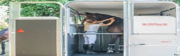 Hästtransporter  fordon & transport till salu: Fautras Oblic+2 för omgående leverans - Annons 26