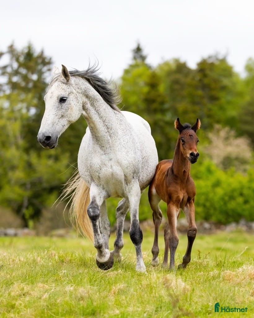  hästar Min älskade Pärlan 🩷 i Ullared - Annons 13