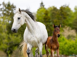 Allround hästar till salu: Min älskade Pärlan 🩷 i Ullared - Annons 3