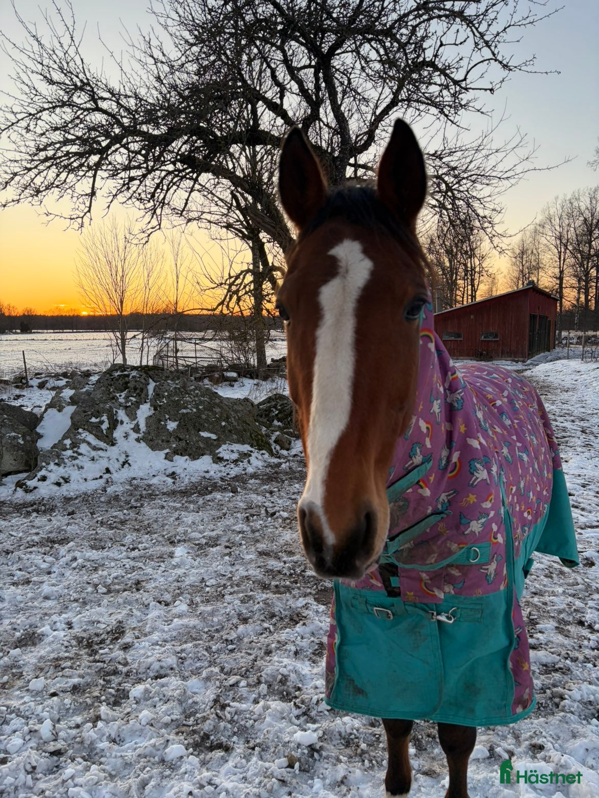  hästar Snygg ridtravare - Annons 3