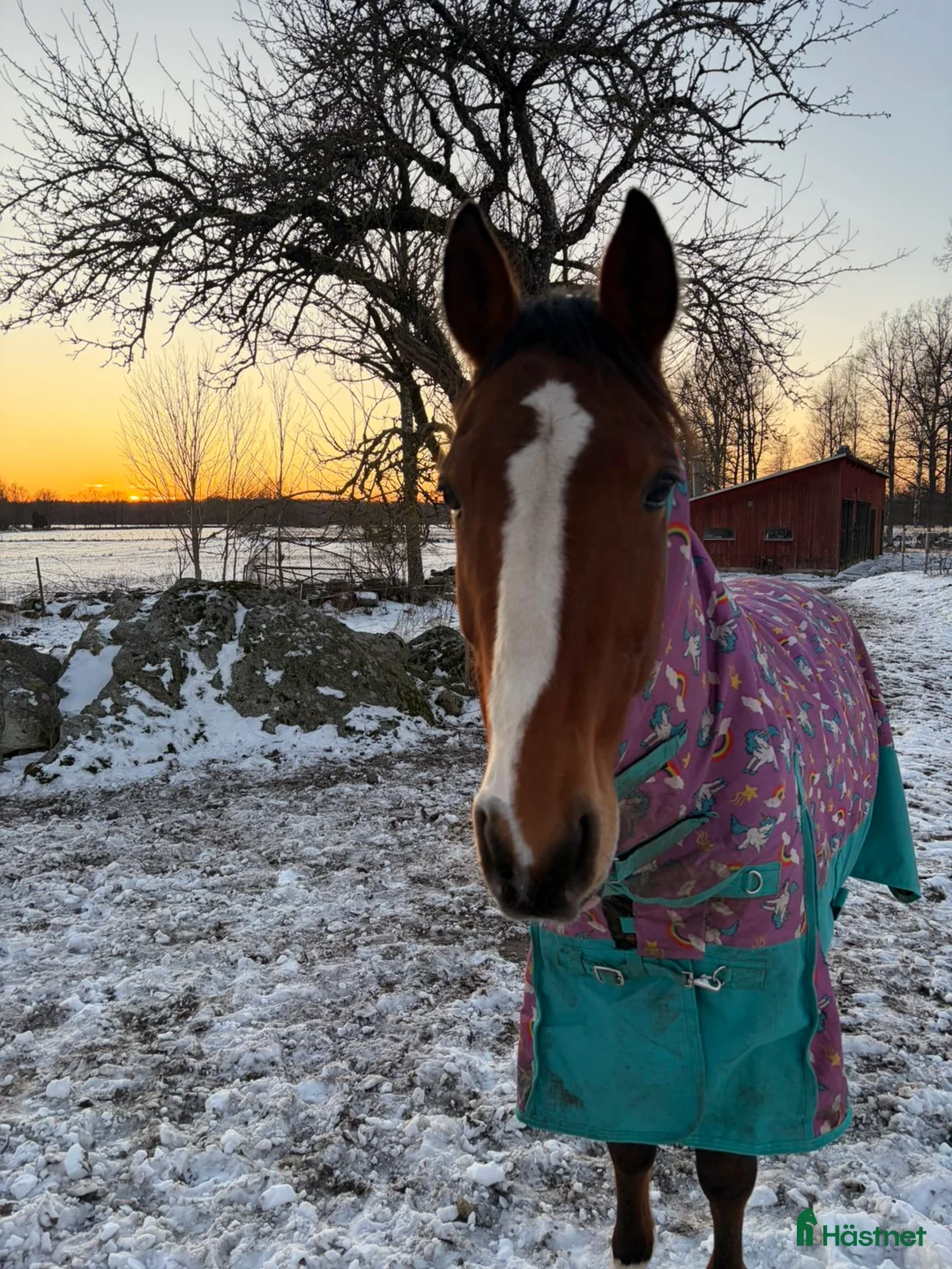 Allround hästar till salu: Snygg ridtravare i Kalvsvik - Annons 1